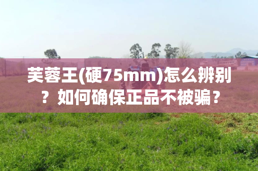 芙蓉王(硬75mm)怎么辨别？如何确保正品不被骗？